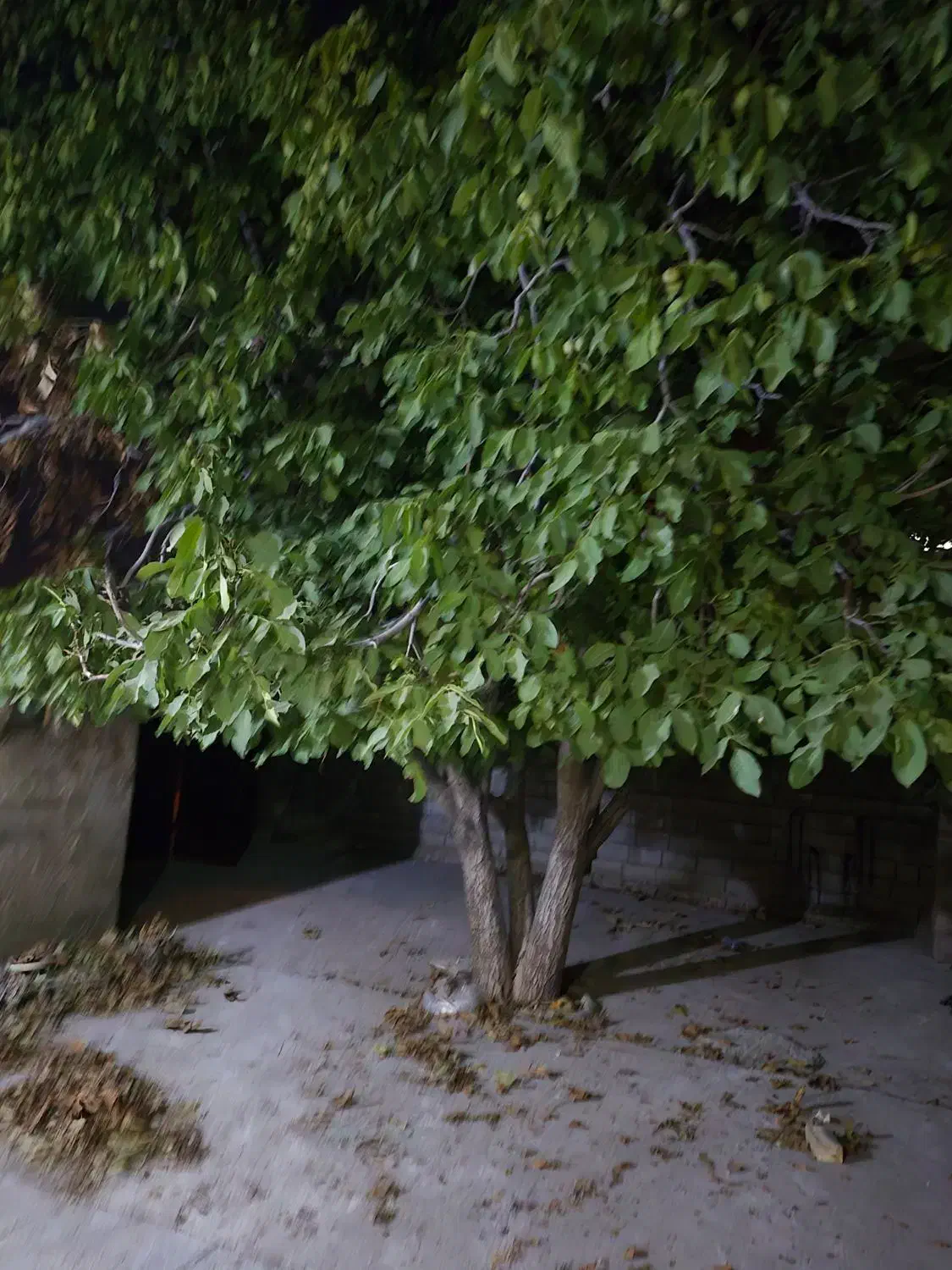 منزل مستقل سرآبتاوه خلیج فارس ۵|اجارهٔ خانه و ویلا|یاسوج, |دیوار