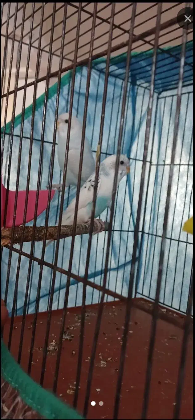 جفتمرغعشقسالمبدونمریضی|پرنده|اردبیل, |دیوار