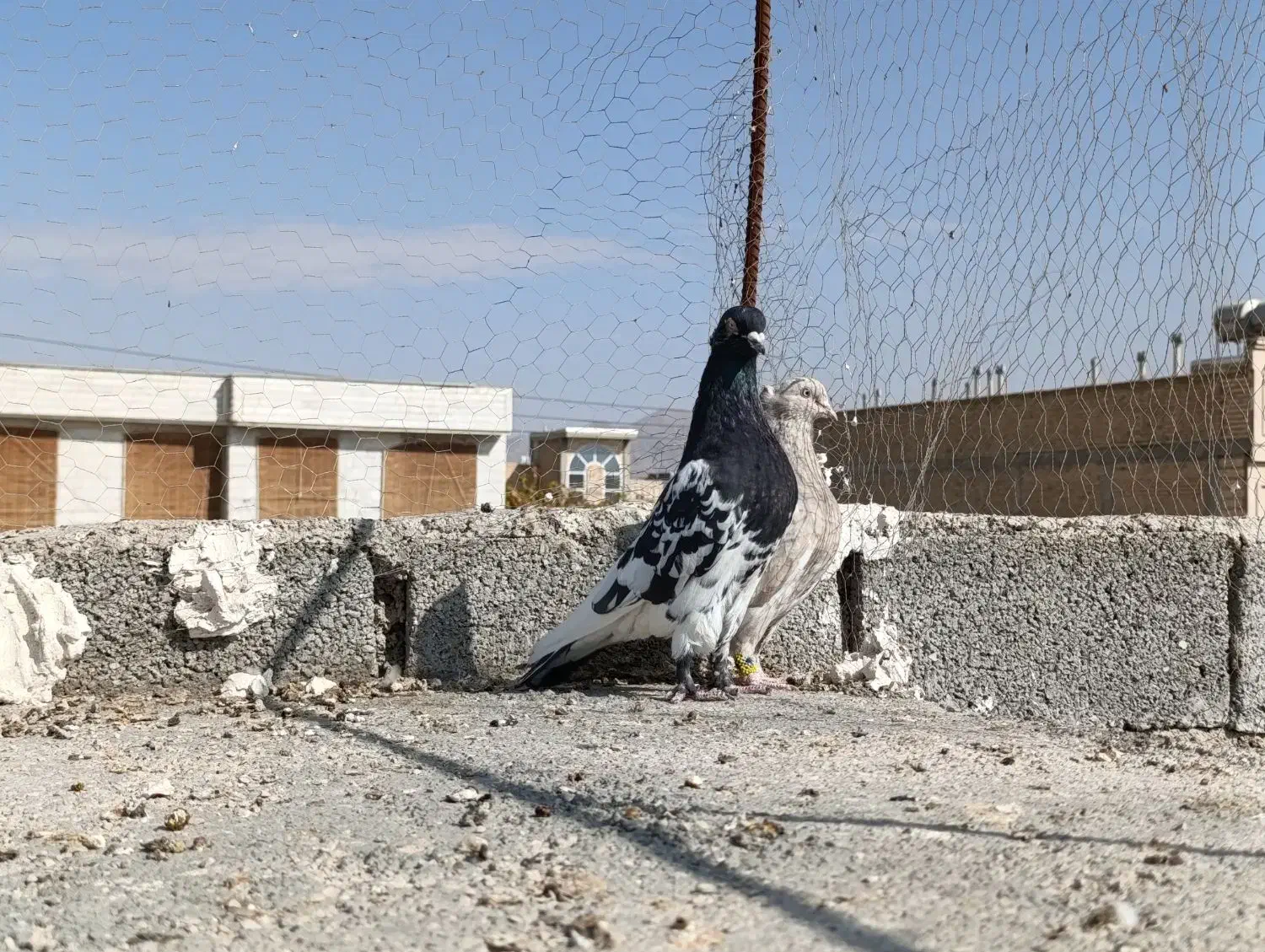 کبوتر|پرنده|نی‌ریز, |دیوار