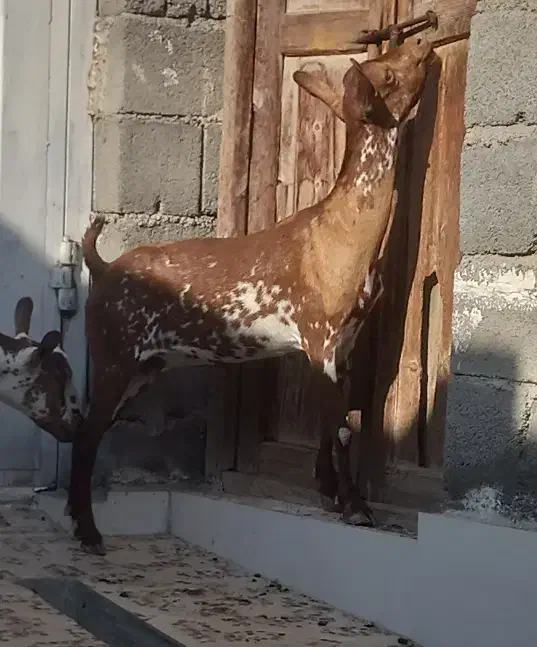 بره قوچ نره بز نقشی بز شیر مخصوص درخونه|حیوانات مزرعه|بندرعباس, |دیوار