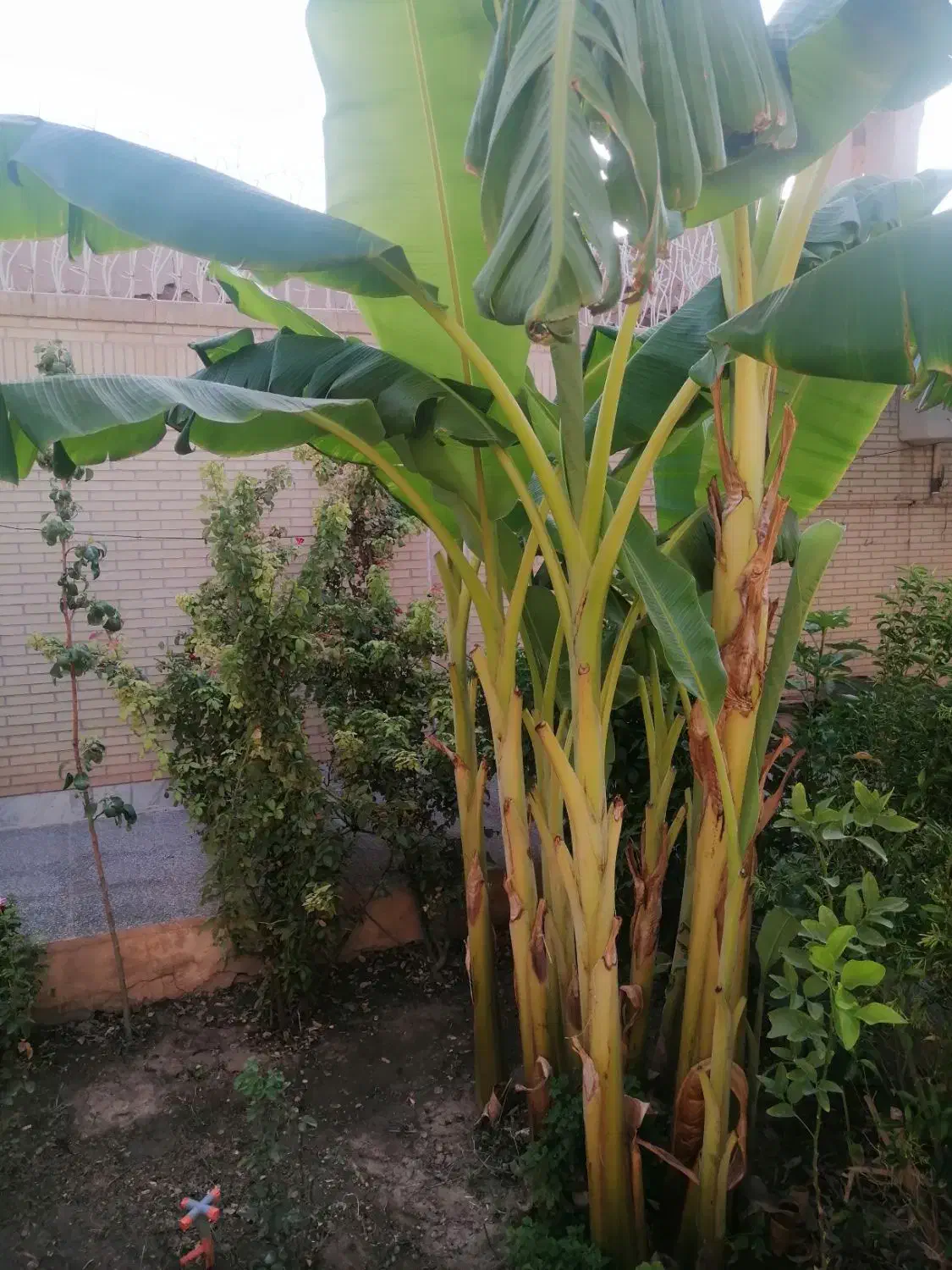 نهال درخت موز و انجیر ( گلابی)|گل و گیاه طبیعی|یزد, |دیوار