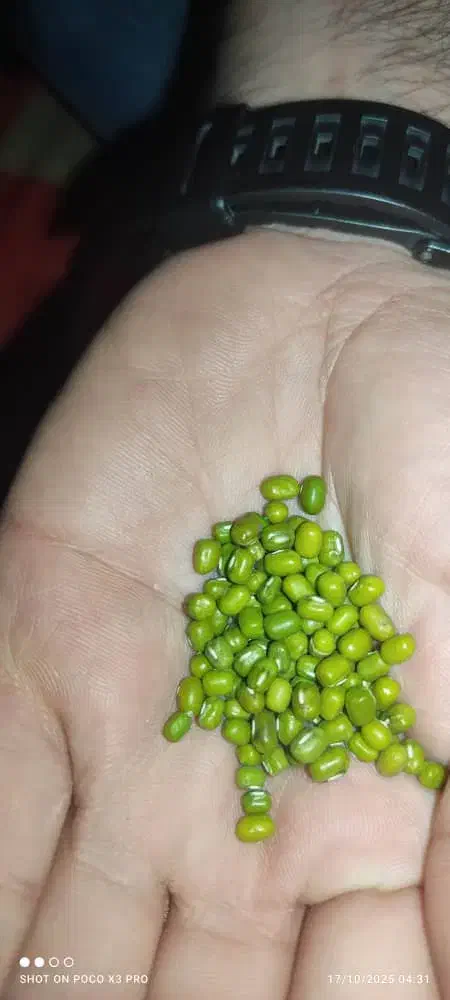 ماش درجه ۱|خوردنی و آشامیدنی|اهواز, کمپلو شمالی|دیوار