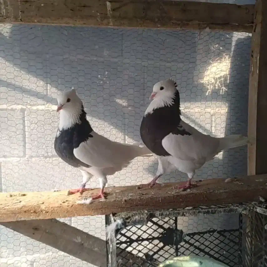 کبوتر تکپر و طوقی|پرنده|بندر ترکمن, |دیوار