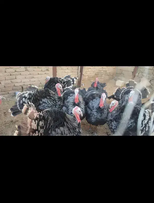 بوقلمون|حیوانات مزرعه|شیراز, حومه شیراز|دیوار