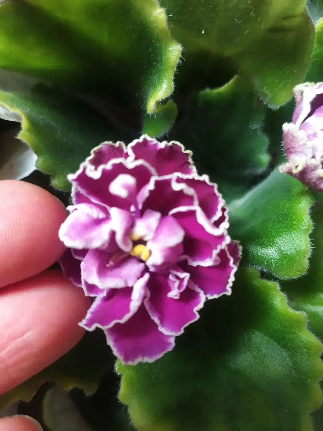 بنفشه آفریقایی|گل و گیاه طبیعی|سیاهکل, |دیوار