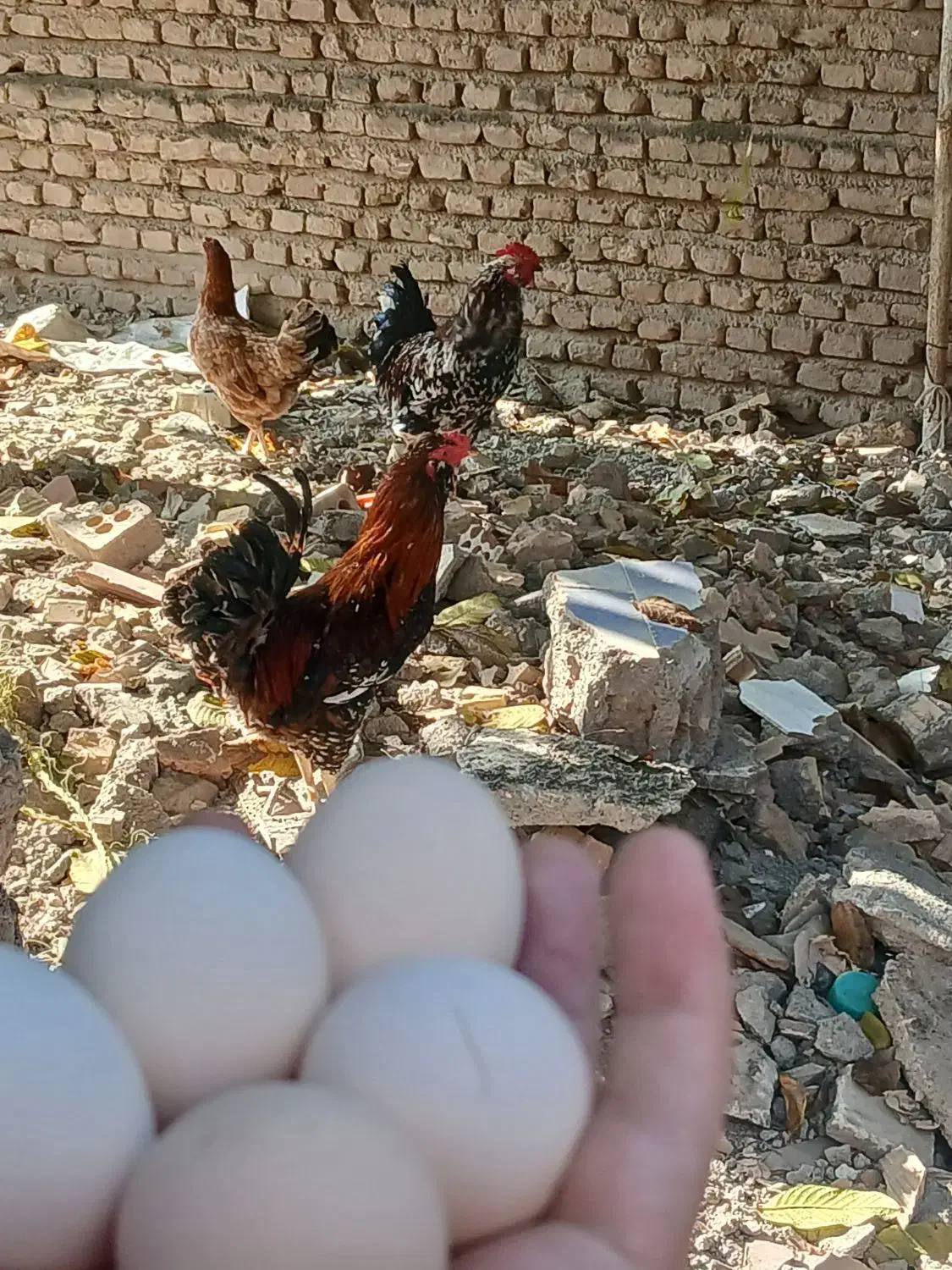 تخم مرغ تازه کوشین و مرندی|حیوانات مزرعه|خان ببین, |دیوار