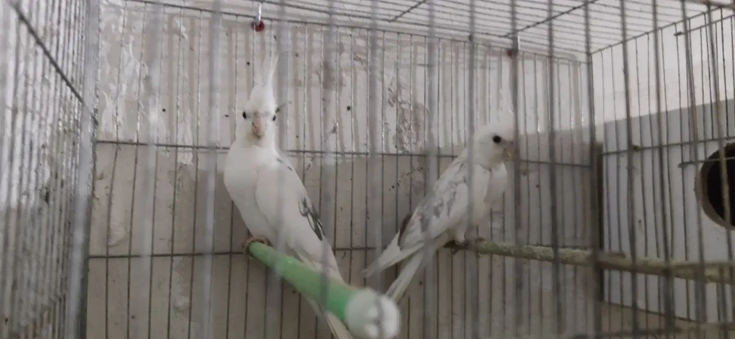 عروس البینو دوکت  با جوجه|پرنده|تبریز, |دیوار