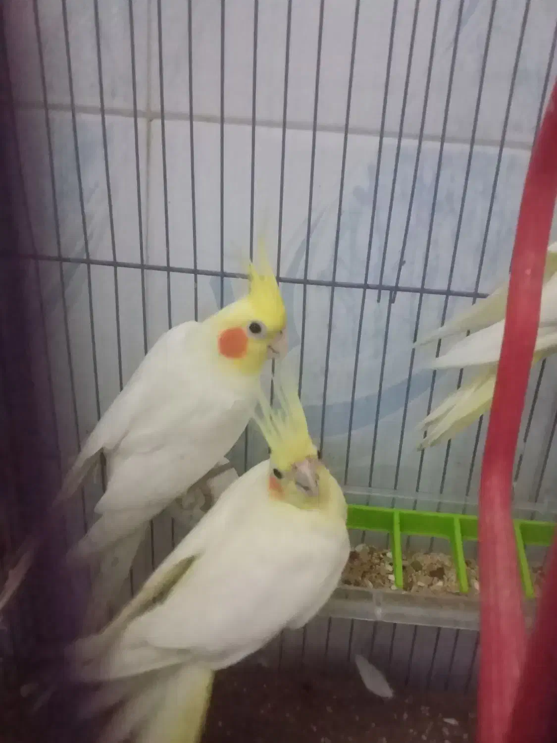 عروس هلندی با یکی از بچه هاش|پرنده|علیآباد کتول, |دیوار