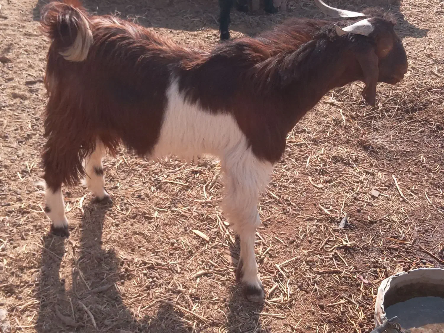 کهر نر|حیوانات مزرعه|زهک, |دیوار