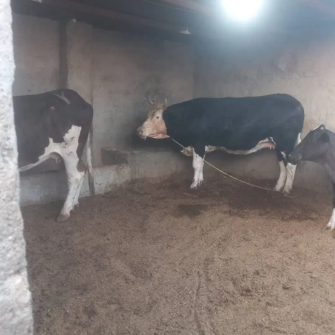 گوساله گاو خشک|حیوانات مزرعه|زابل, |دیوار