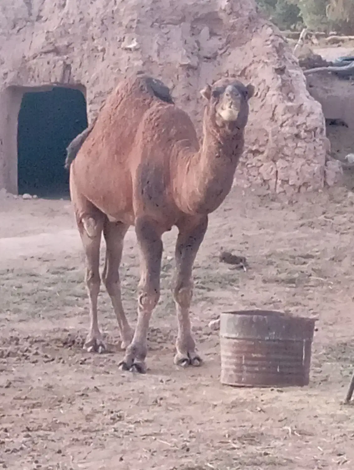 لوک فروشی|حیوانات مزرعه|جلگه ماژان, |دیوار