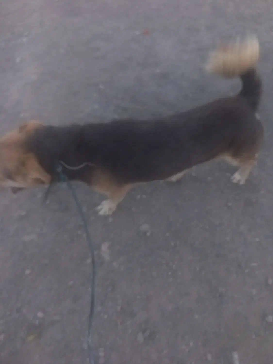 سگ خارجی پا کوتاه|سگ|ماهان, |دیوار