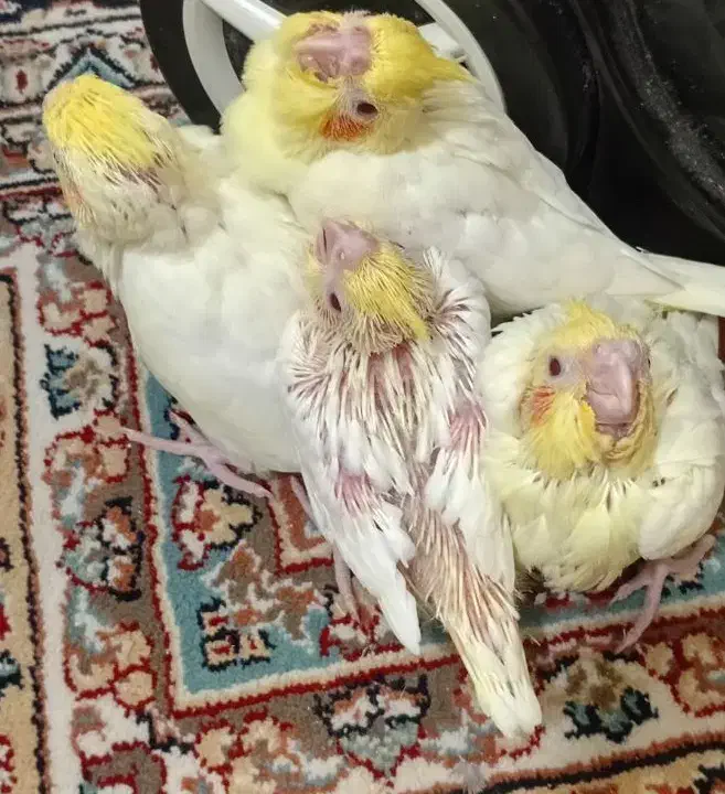 جوجه سرلاکی لوتینو|پرنده|پرند, فاز ۵|دیوار