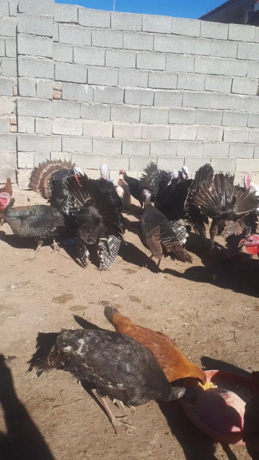 فروش بوقلمون|حیوانات مزرعه|کشاورز, |دیوار