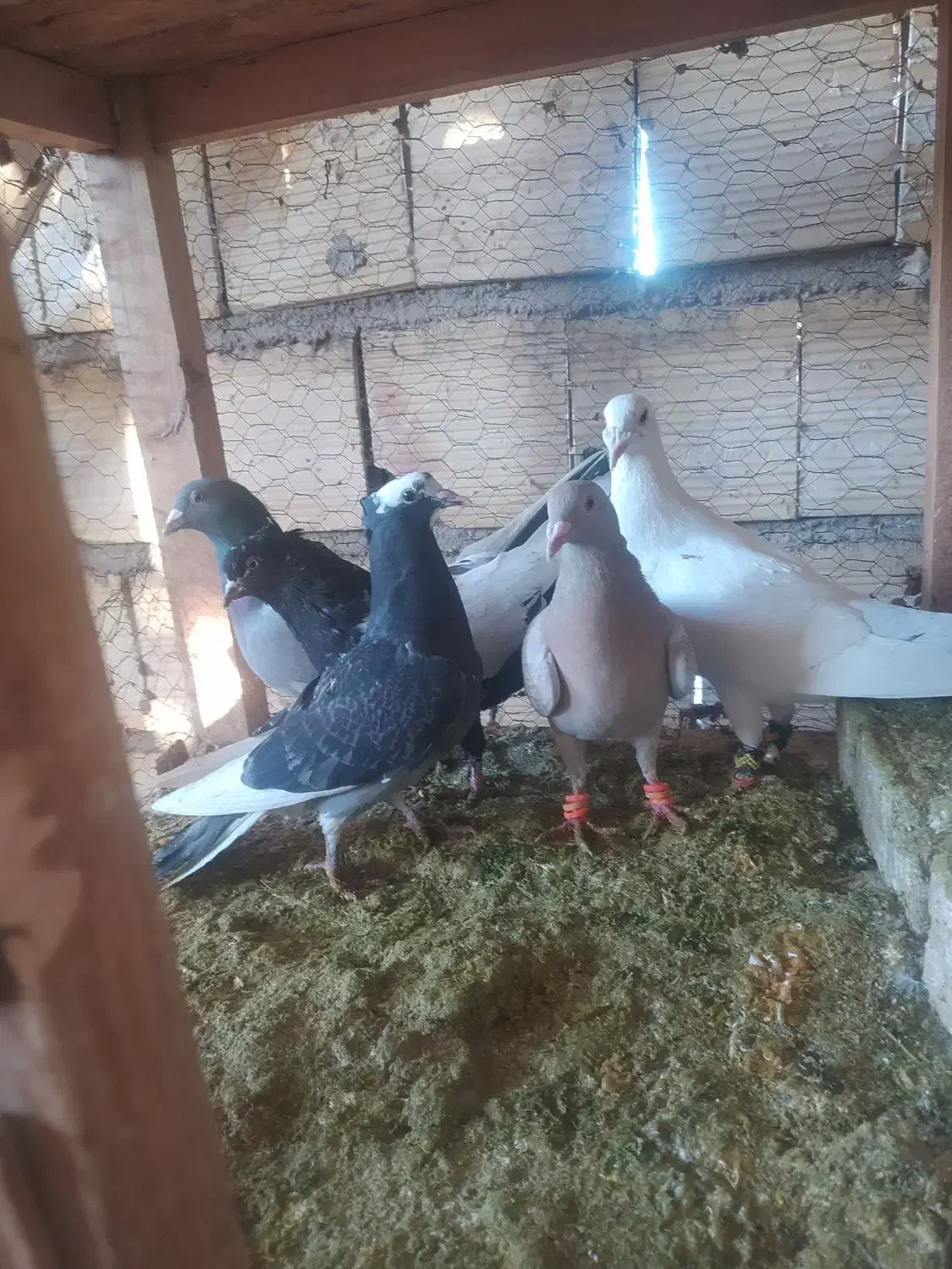 گرفتنی|پرنده|نیشابور, میدون بار|دیوار