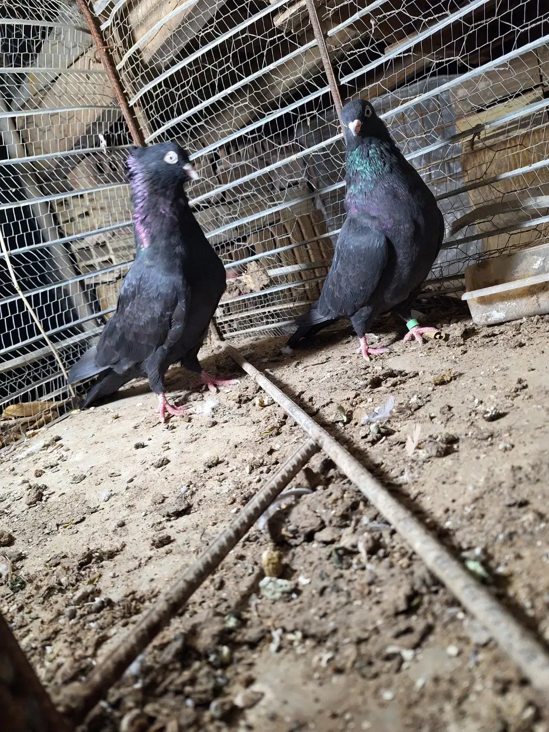 کبوتر|پرنده|جیرفت, |دیوار