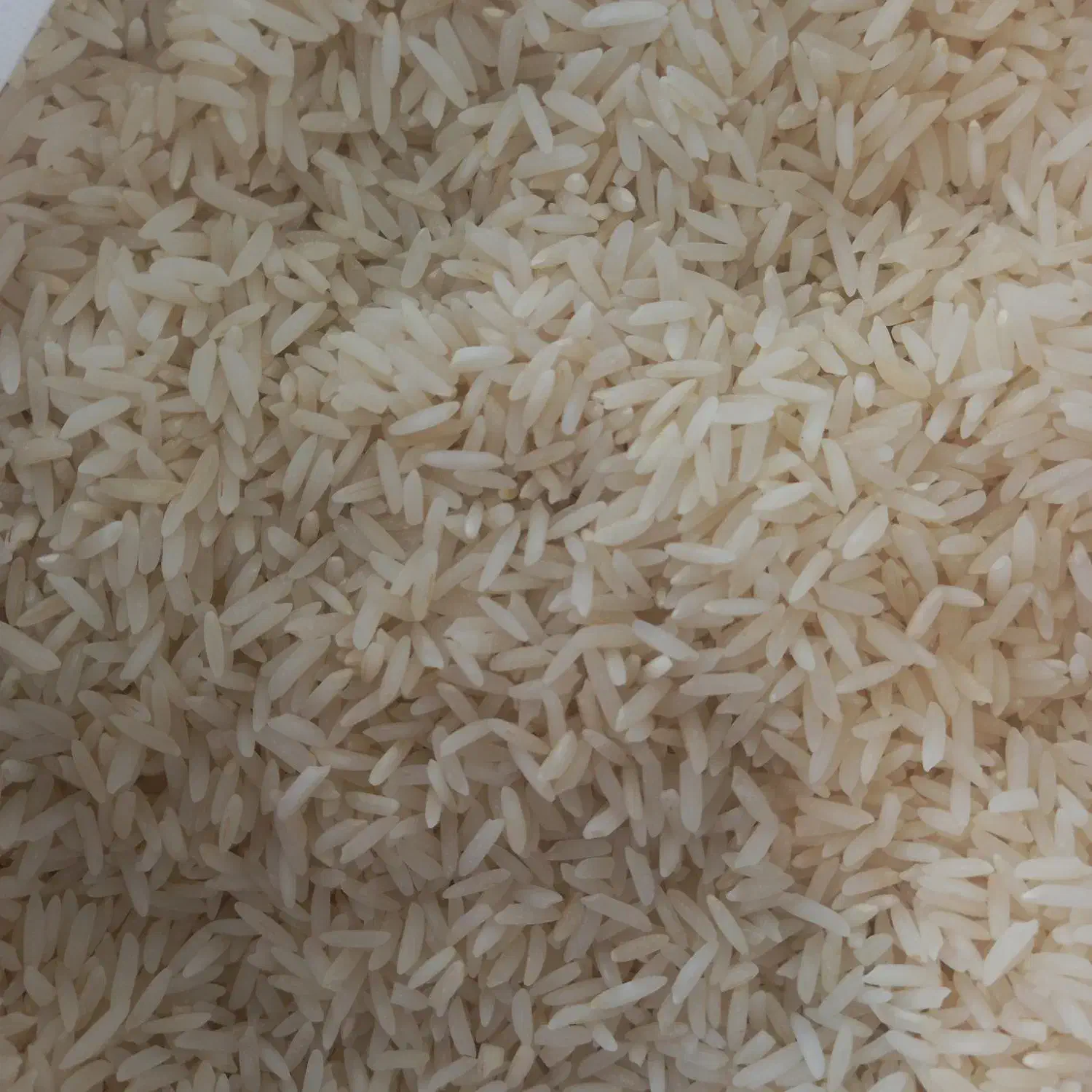 برنج هاشمی پر محصول|خوردنی و آشامیدنی|تبریز, |دیوار