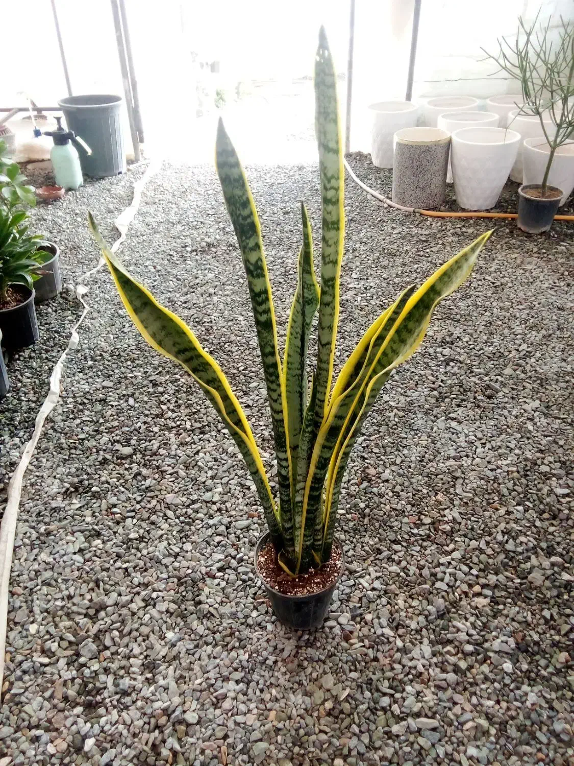 بار جدید انواع گلهای آپارتمانی|گل و گیاه طبیعی|بیرجند, |دیوار