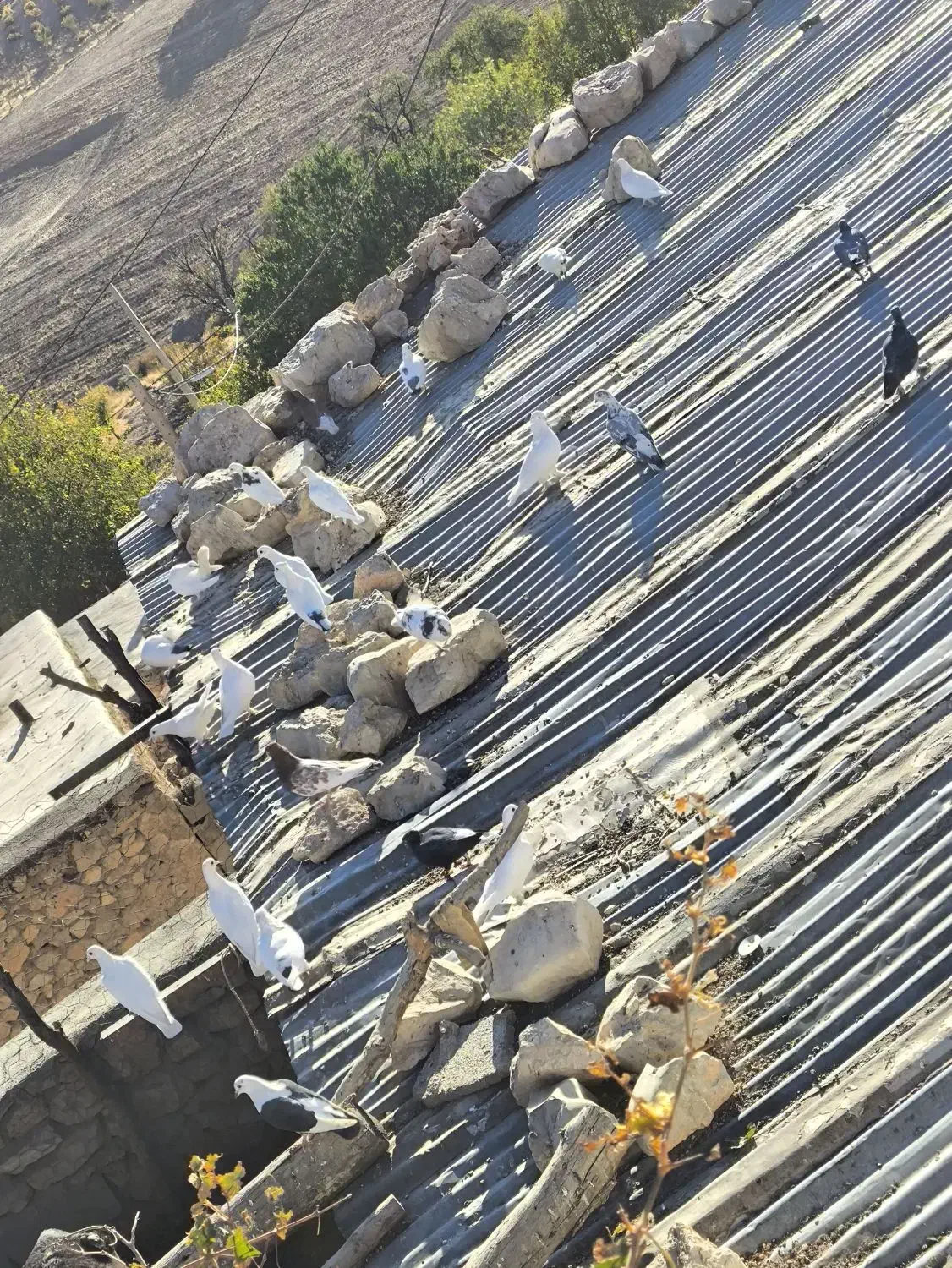 تعدادی کفتر سفید|پرنده|چیتاب, |دیوار