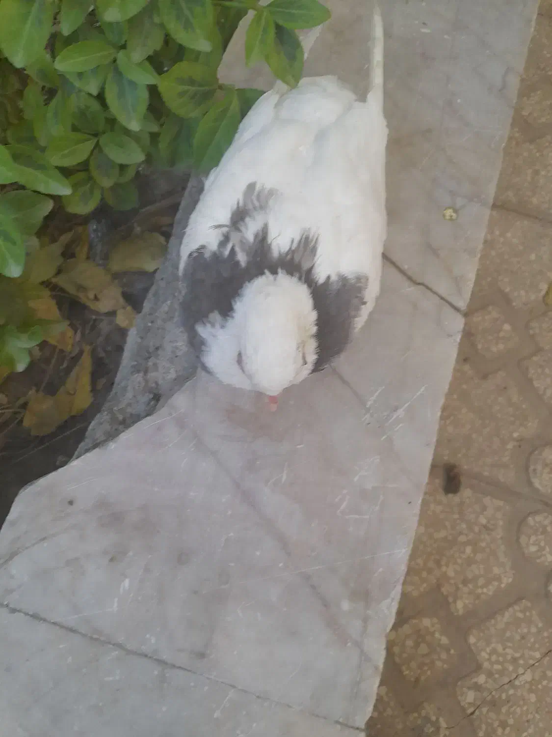 وام|فعالیت داوطلبانه|ملک‌آباد, |دیوار