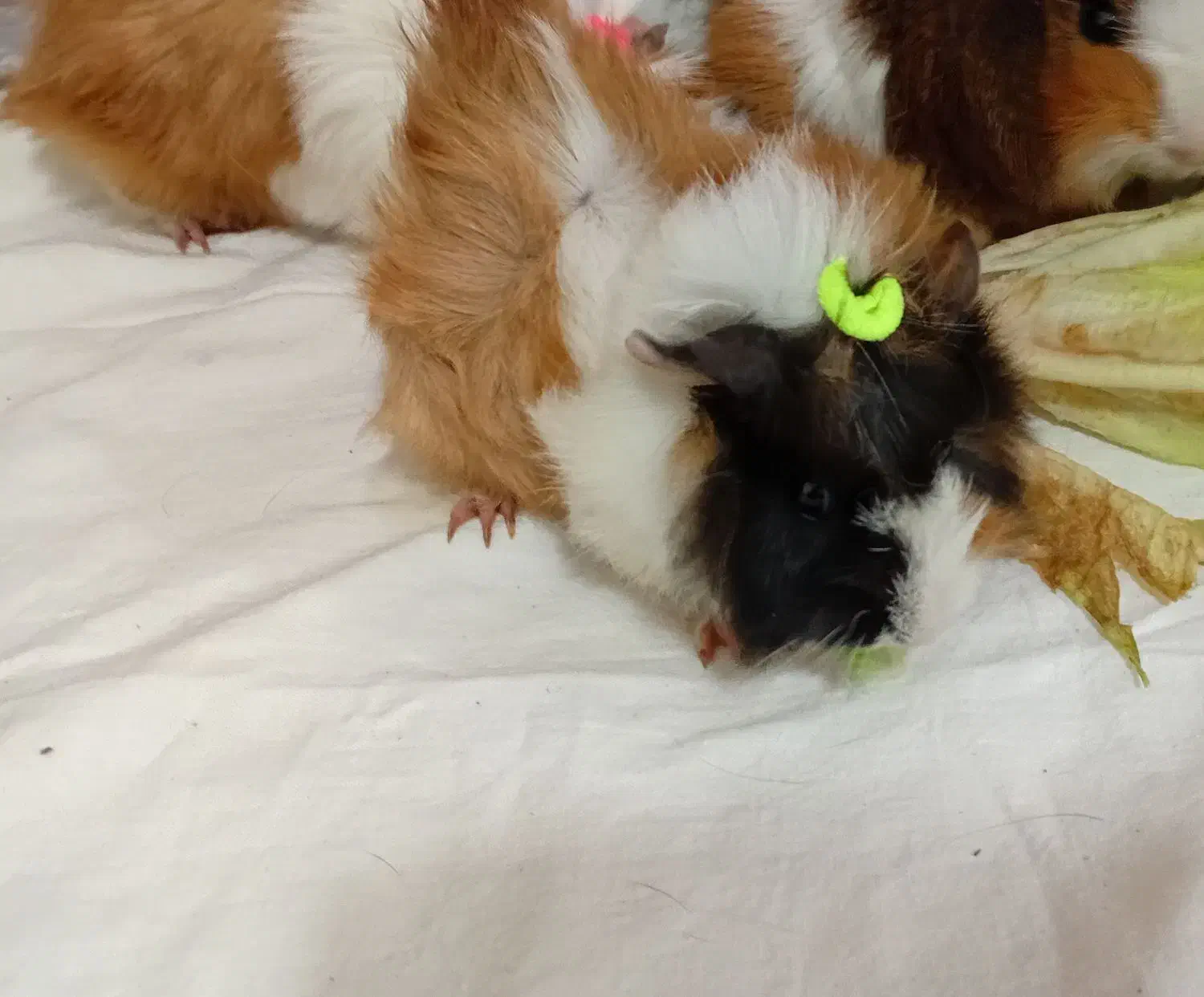 خوکچه هندی فشن|موش و خرگوش|شهرکرد, |دیوار