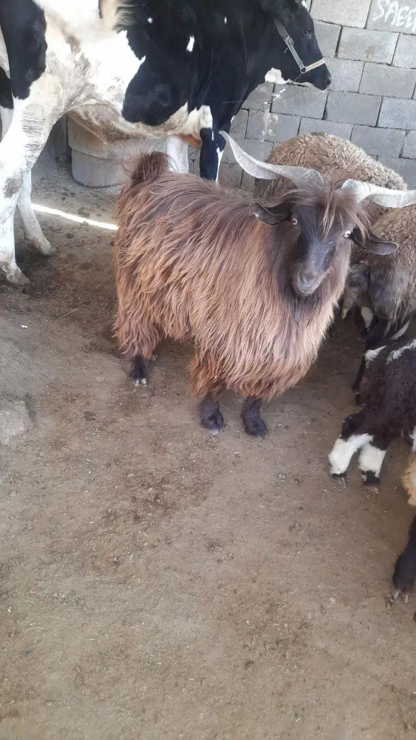 ساورین نر|حیوانات مزرعه|کرمانشاه, |دیوار