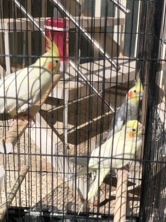 سه عدد عروس با قفس|پرنده|اردکان, |دیوار