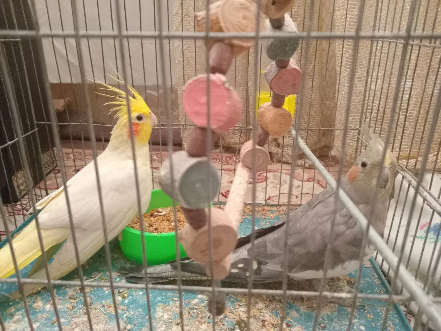 دوعددطوطیعروس|پرنده|رشت, شهرک صبا|دیوار