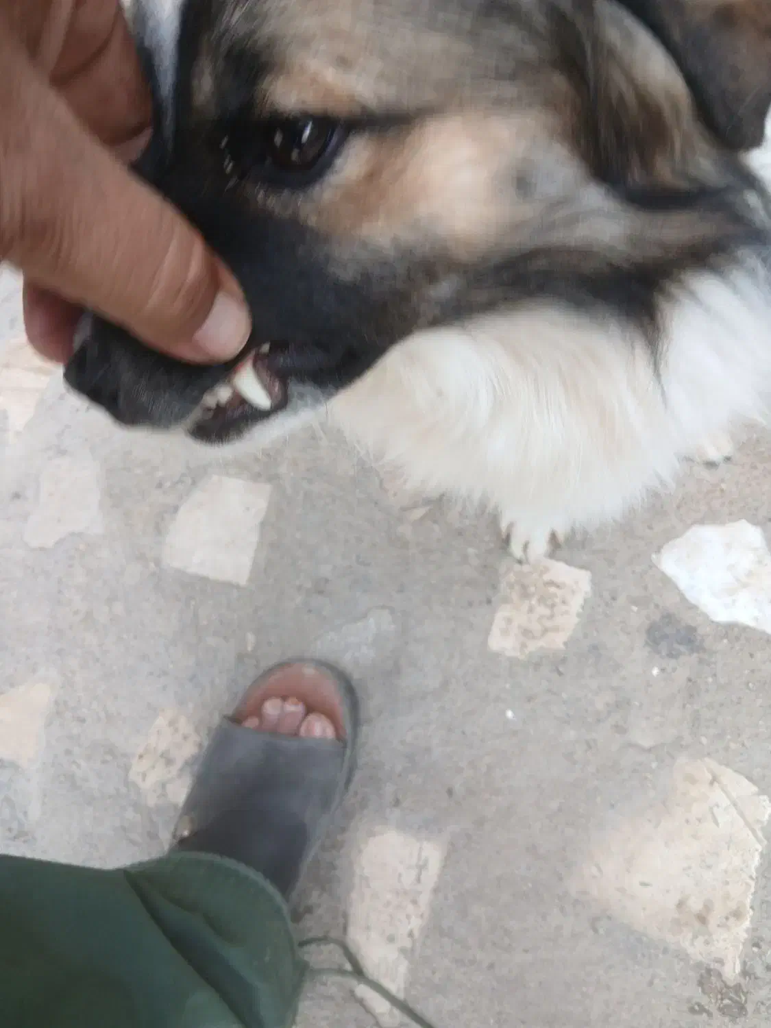 واگذاری سگ اشپیتز|سگ|داراب, |دیوار