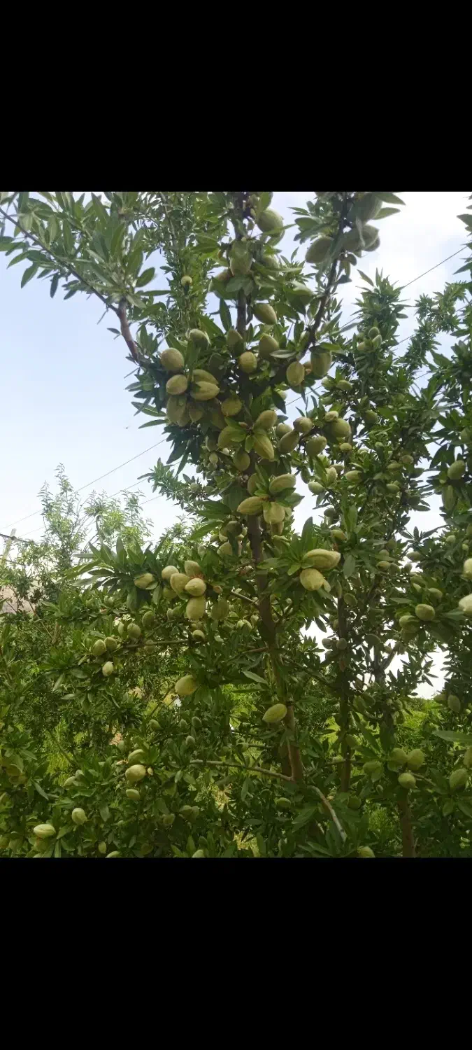 گاوبندی وپلواربندی مشغول بکاردر فلارد کلواری|فروش دفتر صنعتی، کشاورزی، تجاری|لردگان, |دیوار