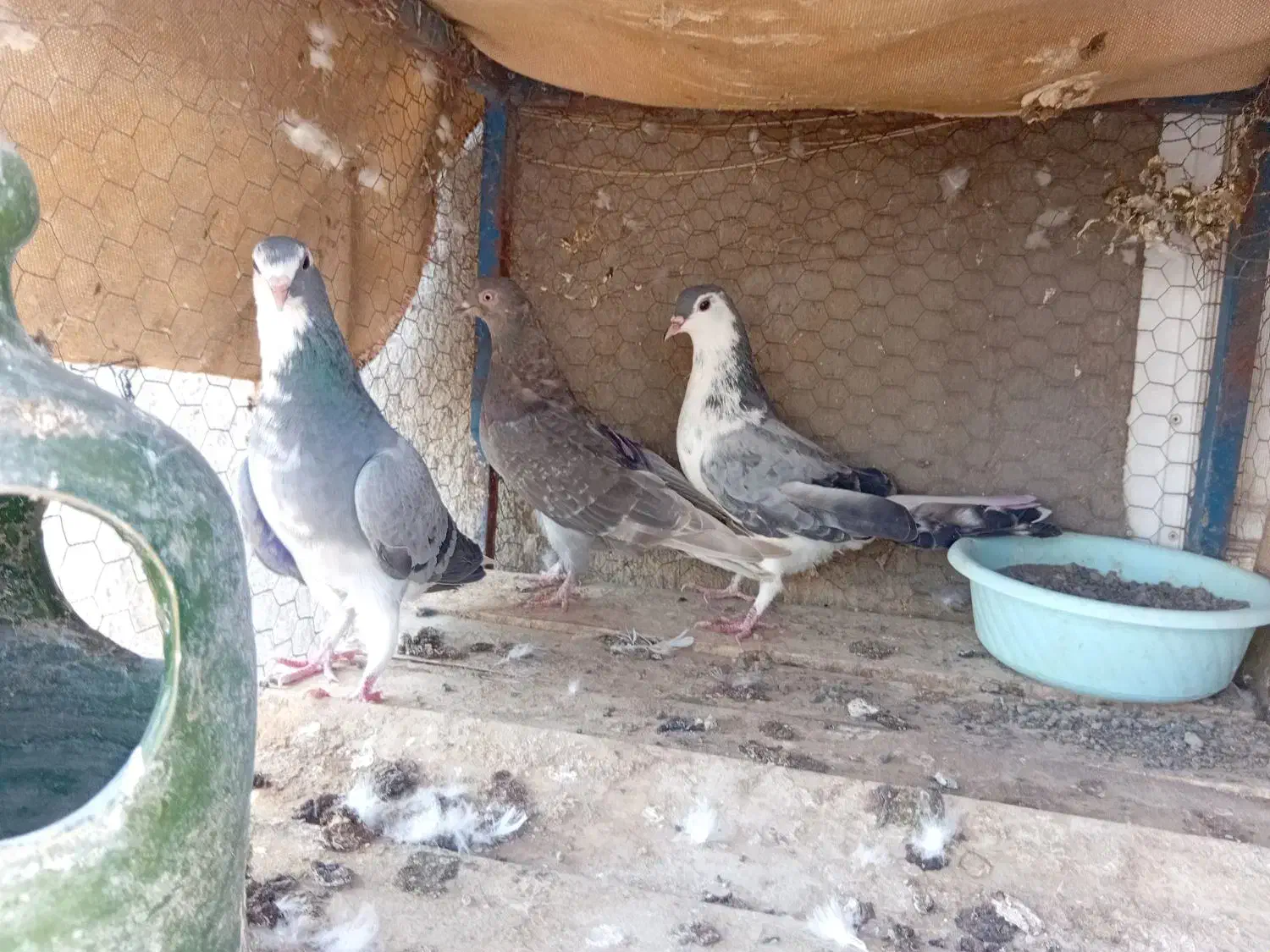 کفتر|پرنده|آران و بیدگل, |دیوار