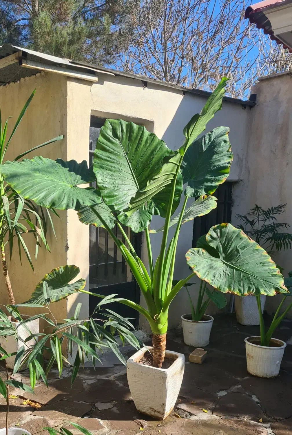 گلدان باباآدم بزرگ|گل و گیاه طبیعی|محمدشهر, عباس آباد|دیوار