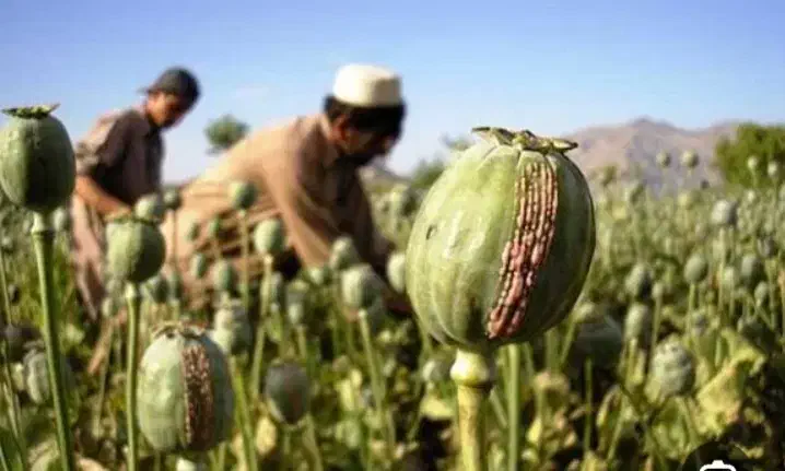 بهبود ترک اعتیاد سنتی وصنعتی|خدمات آرایشگری و زیبایی|گلستان (تهران), |دیوار