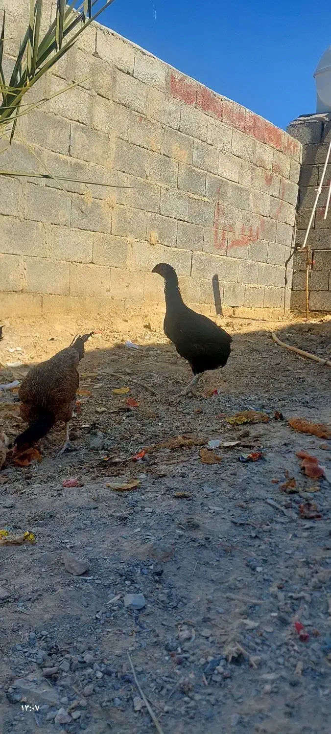 خروس ماکیان|حیوانات مزرعه|سراوان, |دیوار