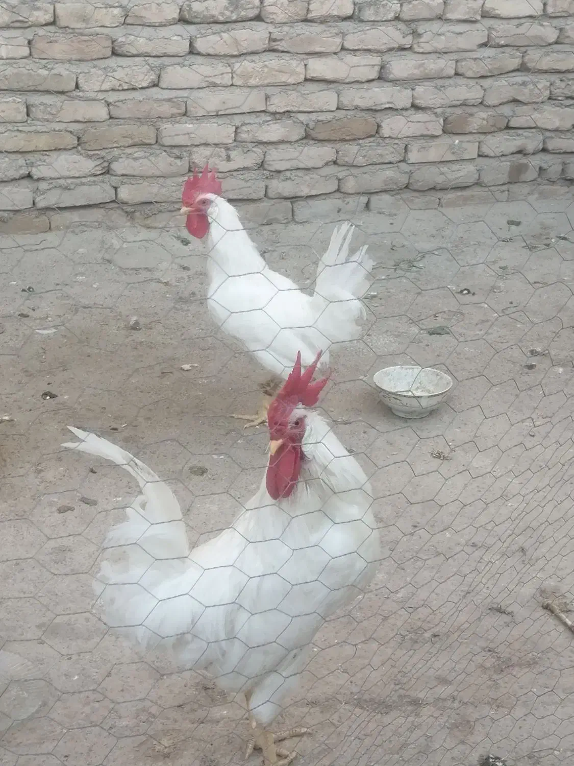 خروس سفید|حیوانات مزرعه|مشهد, شهید شهریاری|دیوار