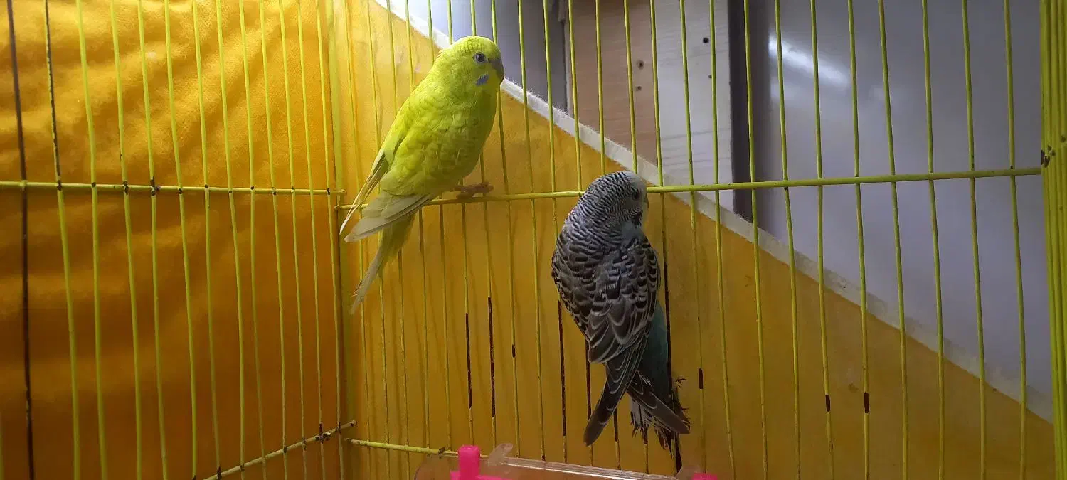 معاوضه مرغ عشق با قفس|پرنده|تربت جام, میان جام|دیوار