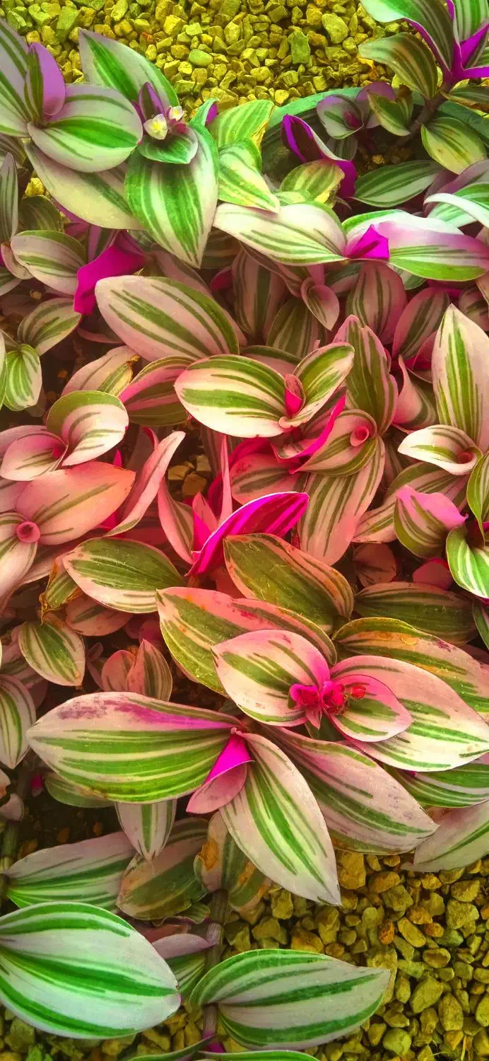 گل روز مادر ماندگار ویلدا|گل و گیاه طبیعی|بروجرد, |دیوار