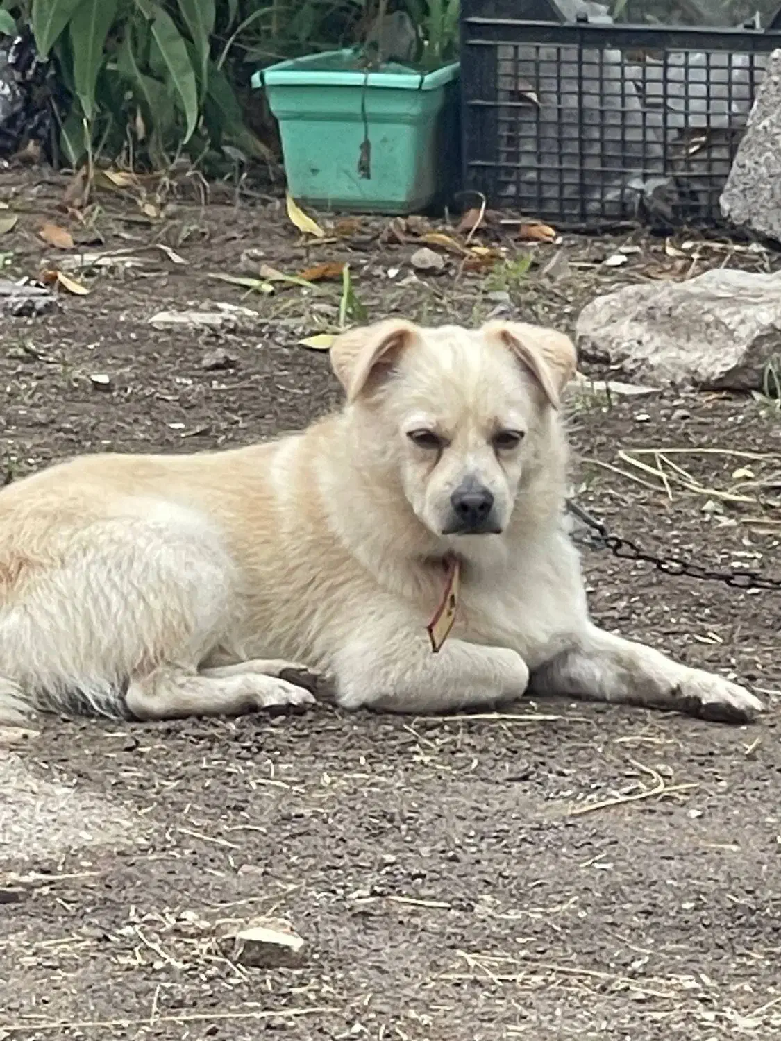 سگم گم شده|حیوانات|لنگرود, |دیوار