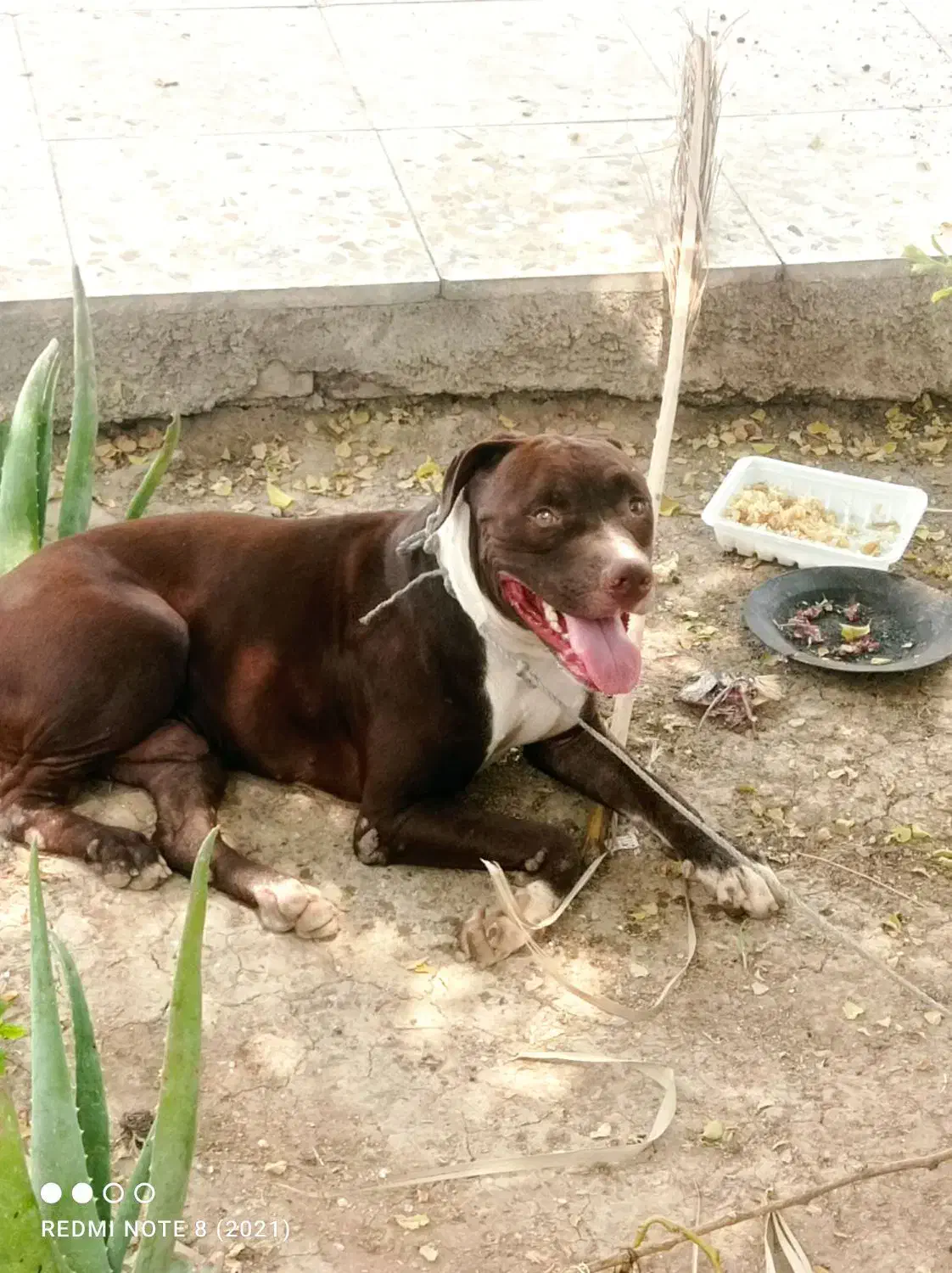 سگ پیت بول|سگ|کارون, |دیوار