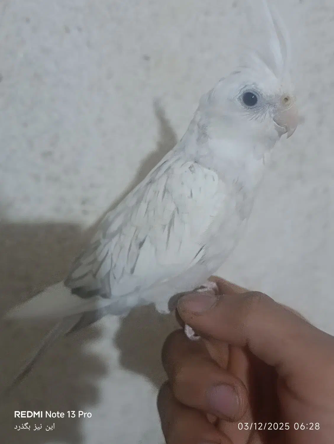 جوجه عروس|پرنده|نظرآباد, صالح آباد|دیوار