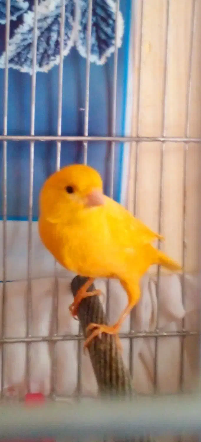 قناری و سهره ماده کار داده ۵ تخم معاوضه دارم با|پرنده|همدان, |دیوار