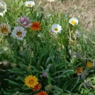 کاه گندم|لوازم جانبی حیوانات|راز وجرگلان, |دیوار