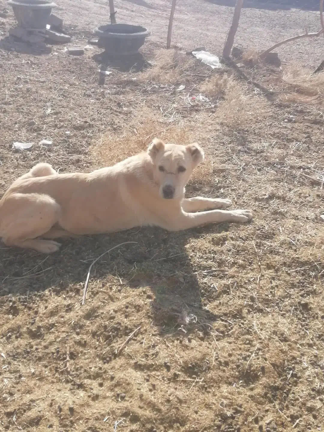 ماده گله ای|سگ|رشتخوار, |دیوار