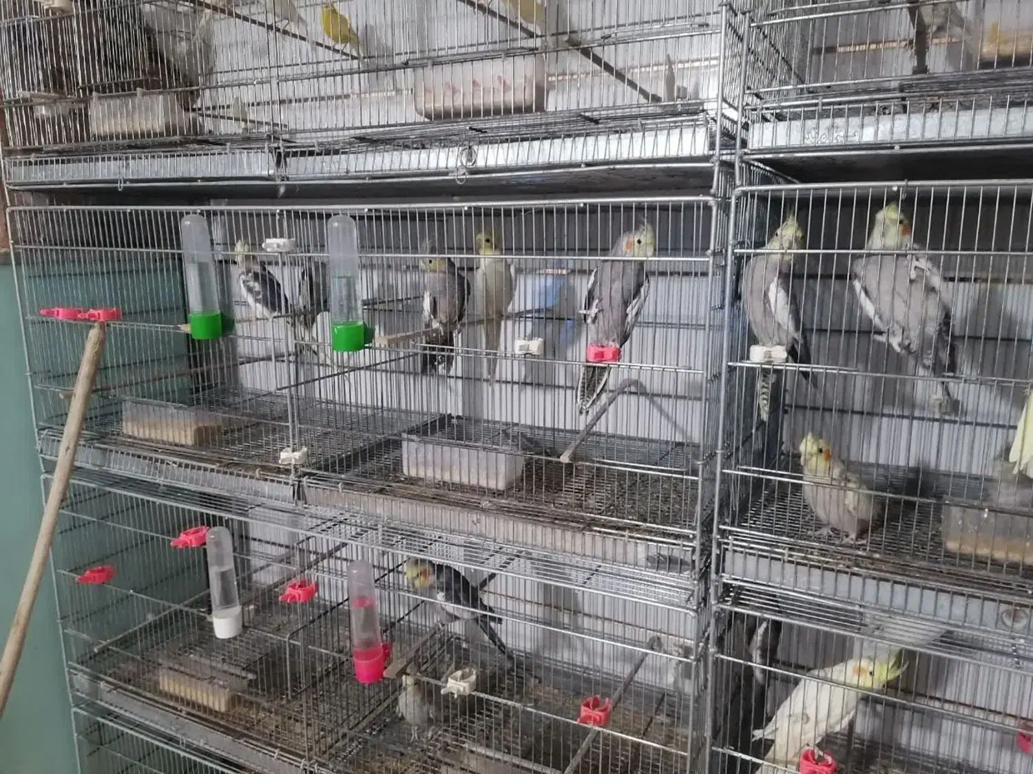 عروس هلندی فنچ سره مرغ عشق قناری کفتر|پرنده|نجف‌آباد, گلدشت|دیوار