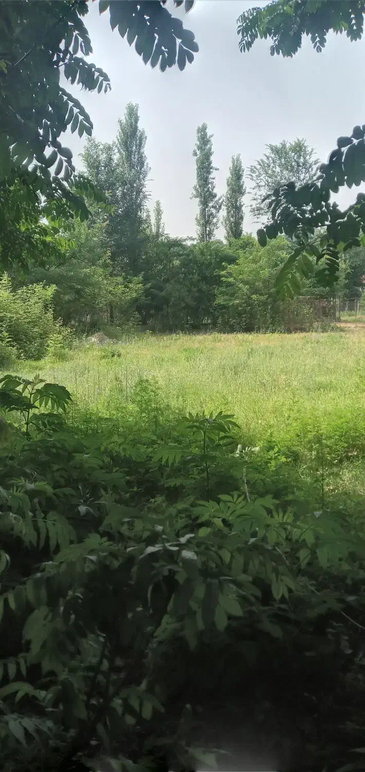 زمین مسکونی|فروش زمین و ملک کلنگی|توتکابن, |دیوار