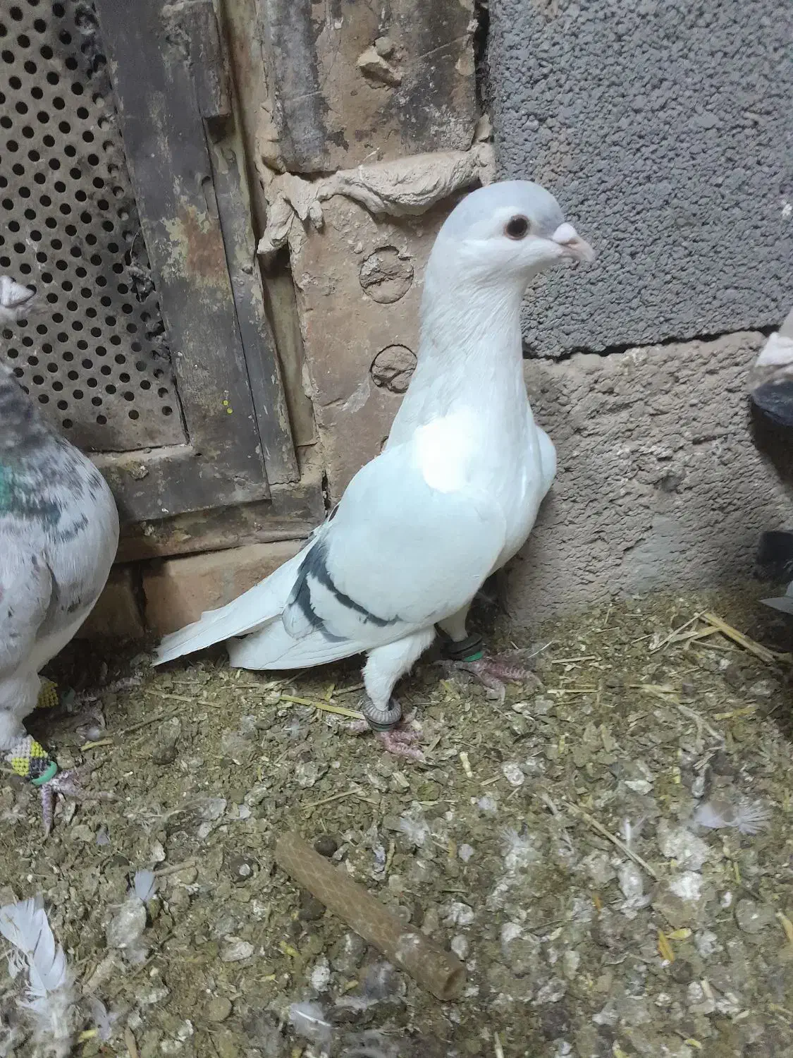 کبوتر|پرنده|تربت جام, جامرود|دیوار