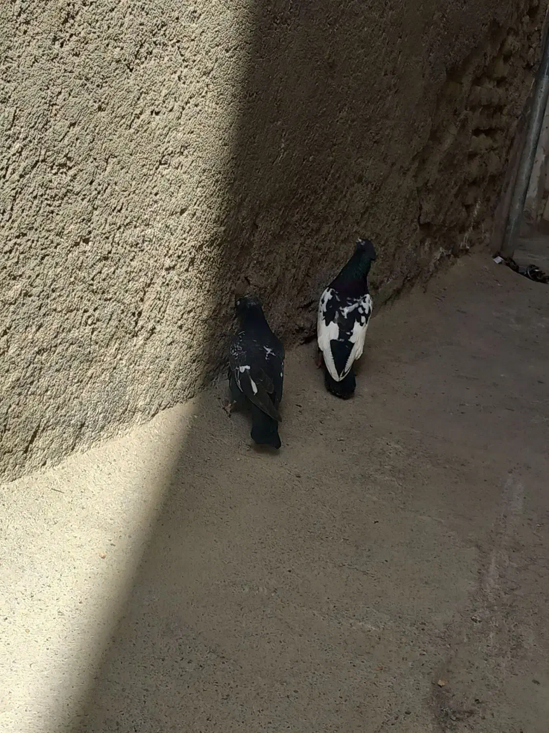 کفتر|پرنده|مشهد, کارگران|دیوار