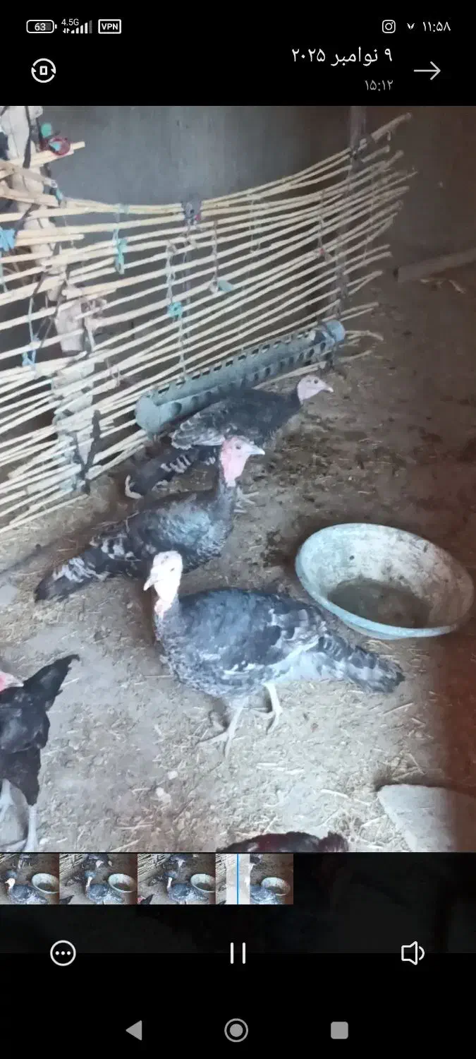 بوقلمون از بهترین نژاد|حیوانات مزرعه|زهک, |دیوار