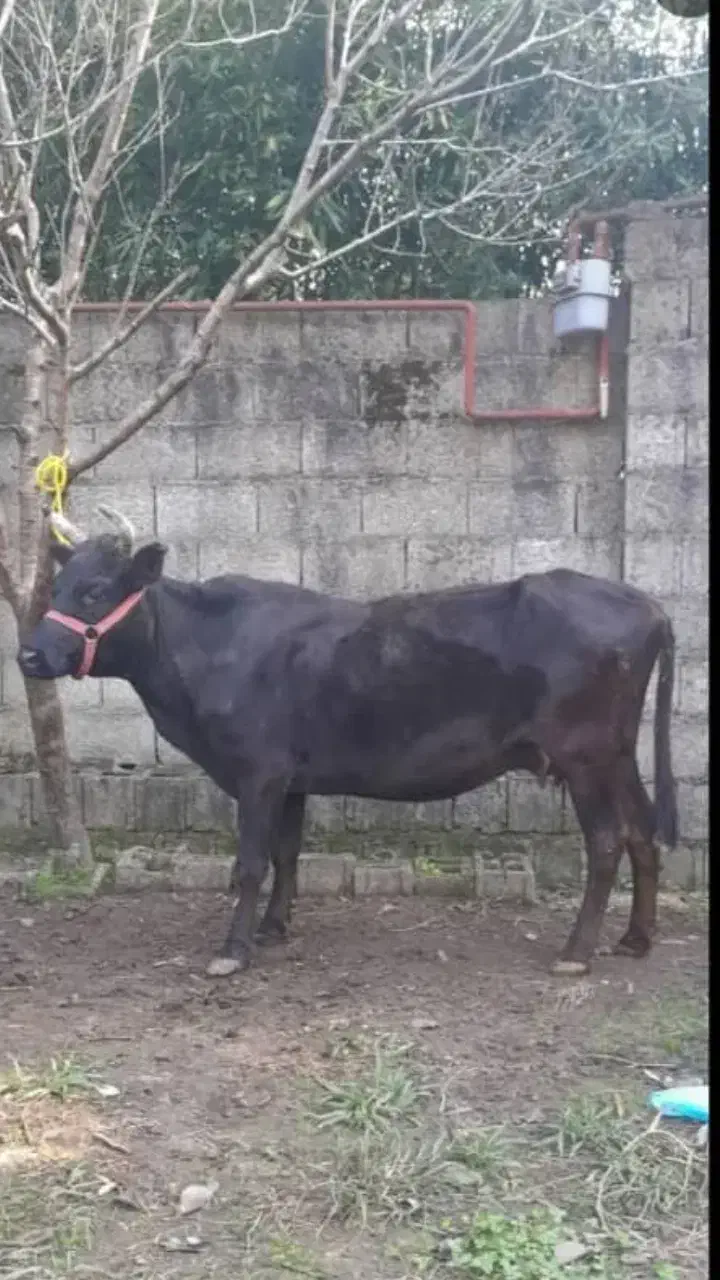 گاومحلیفقیر ۵ماه نیمشکم|حیوانات مزرعه|رضوانشهر, |دیوار