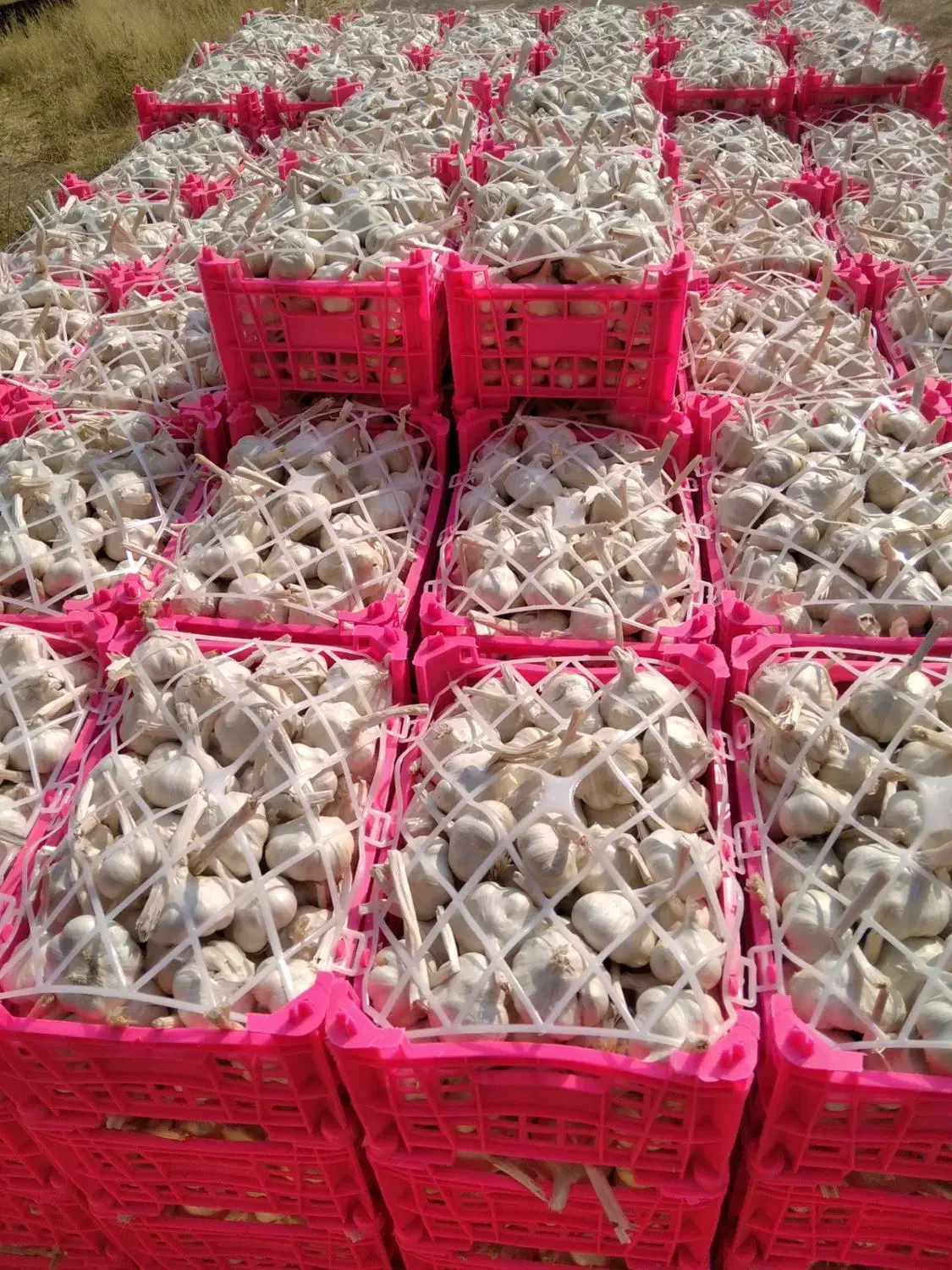 سیر درجه یک همدان|خوردنی و آشامیدنی|رشت, منظریه|دیوار